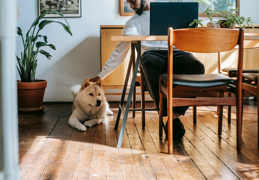 Little Apartment Pet Dogs
