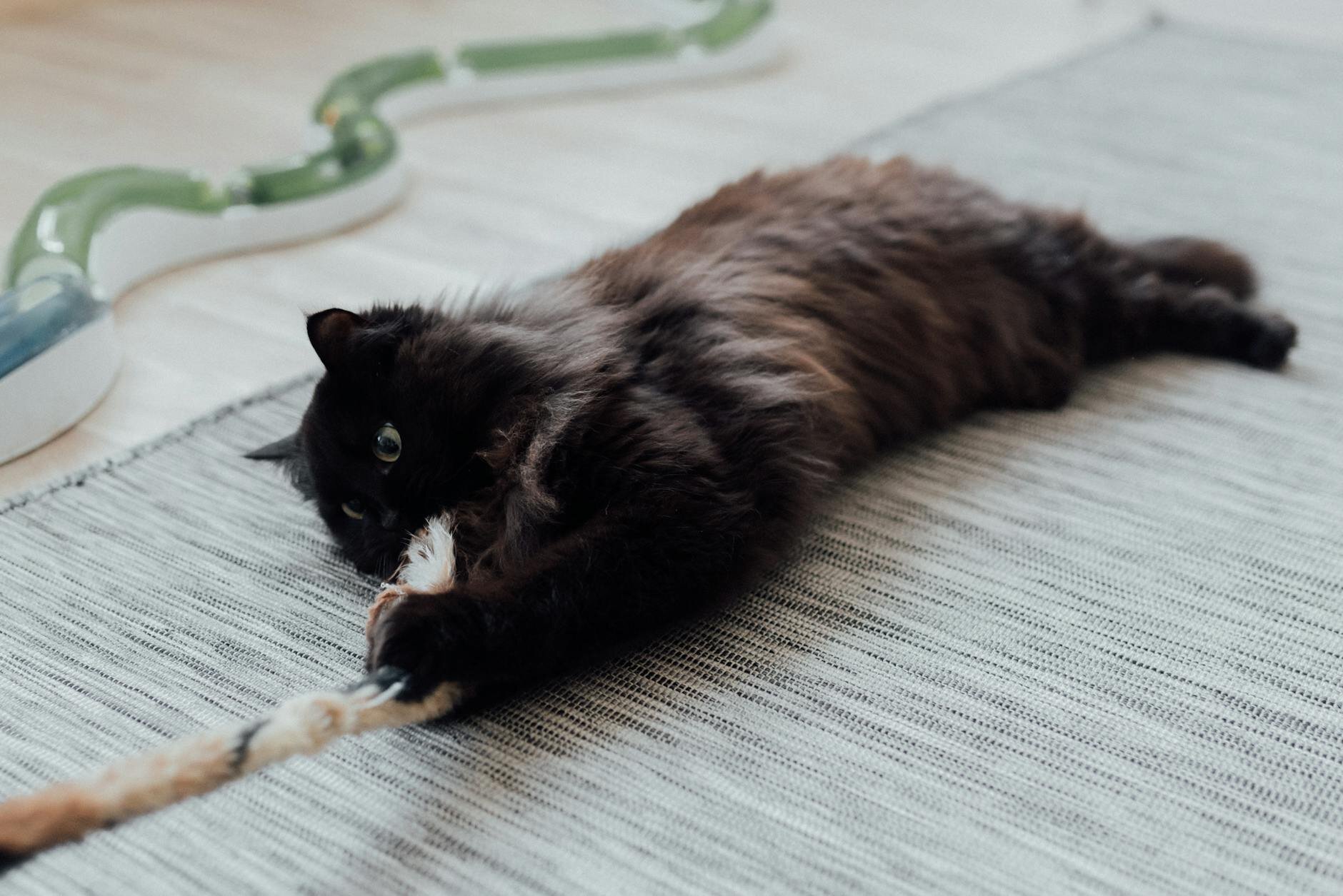 How Much Exercise Do Cats Need? A Vet's Guide to Feline Fitness ...