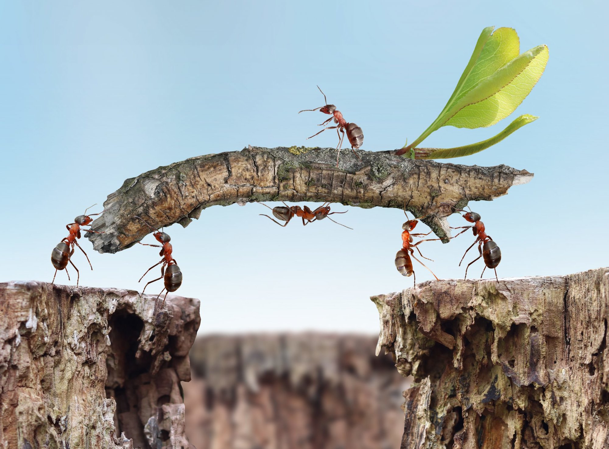 How Ants Are Harvesting Coffee Beans in Brazil Coffee or Die