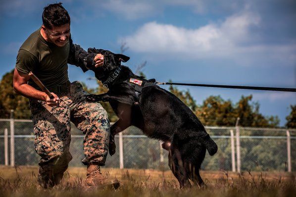 Military Ranks in the US Armed Forces: A Primer