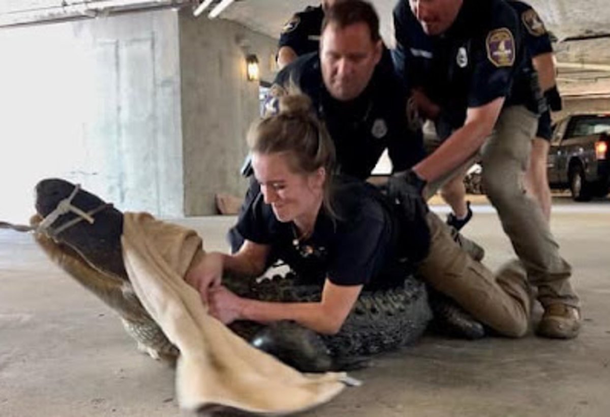 Watch Courtney Bayles, the Critter Cop Who Wrestles Cantankerous