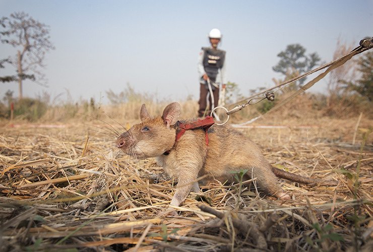 Land Mine Detection Rat Receives the Animal Equivalent to the ...