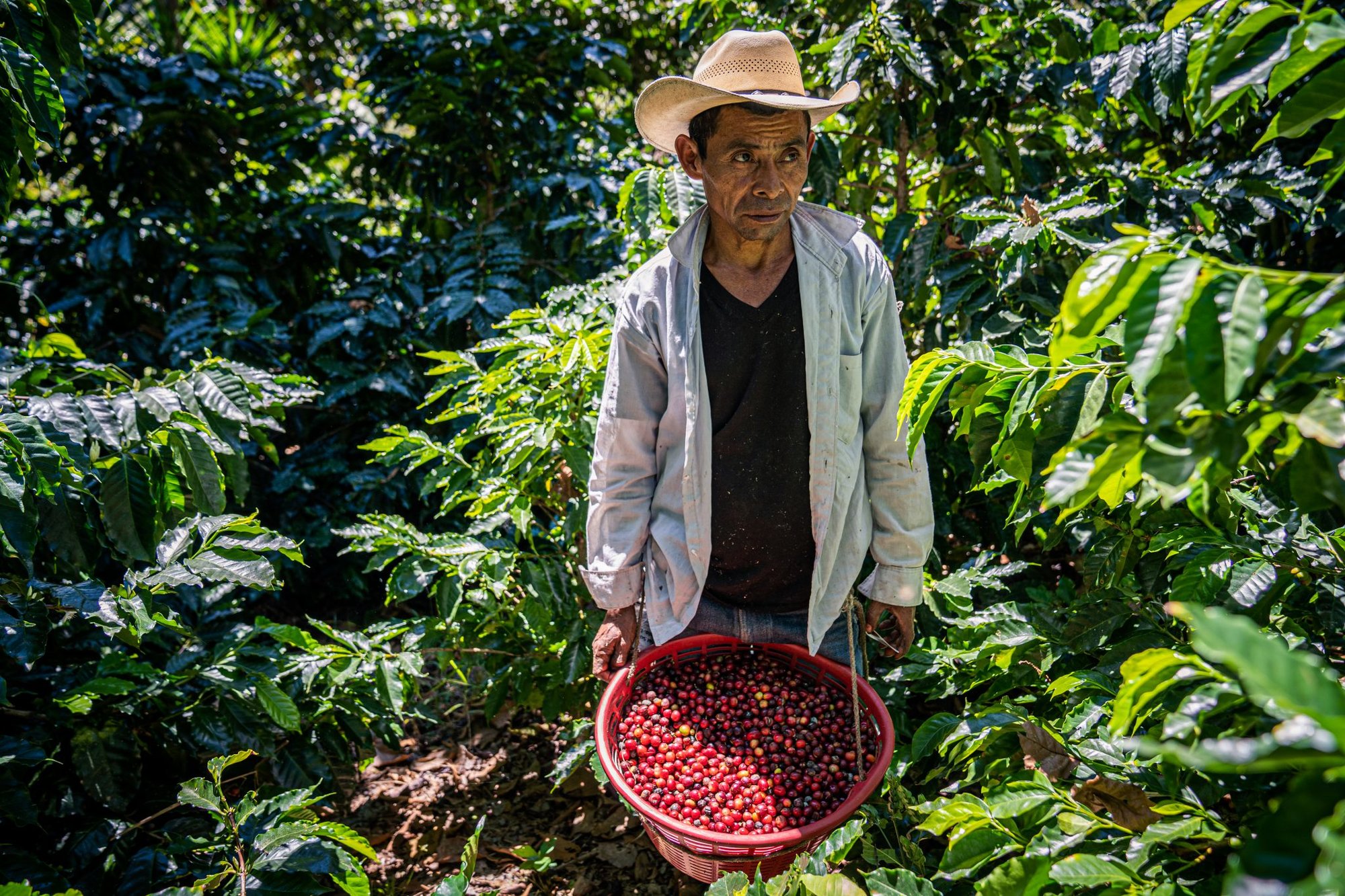 Guatemala Set to Leave the International Coffee Organization amid