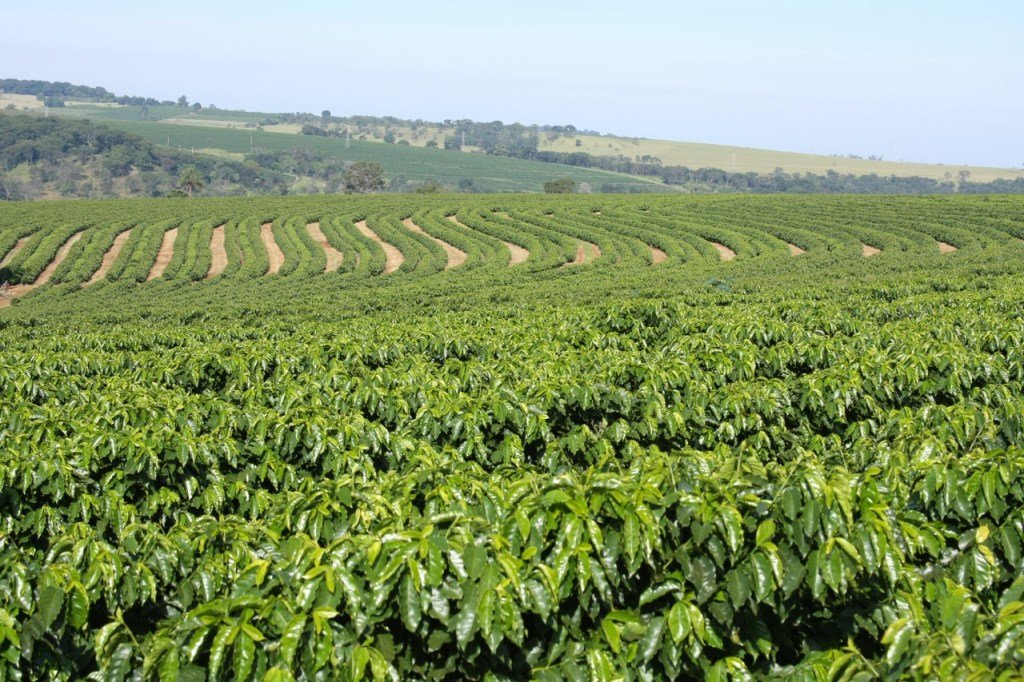 Brazilian Arabica Coffee And The Meticulous Process Of Natural ...