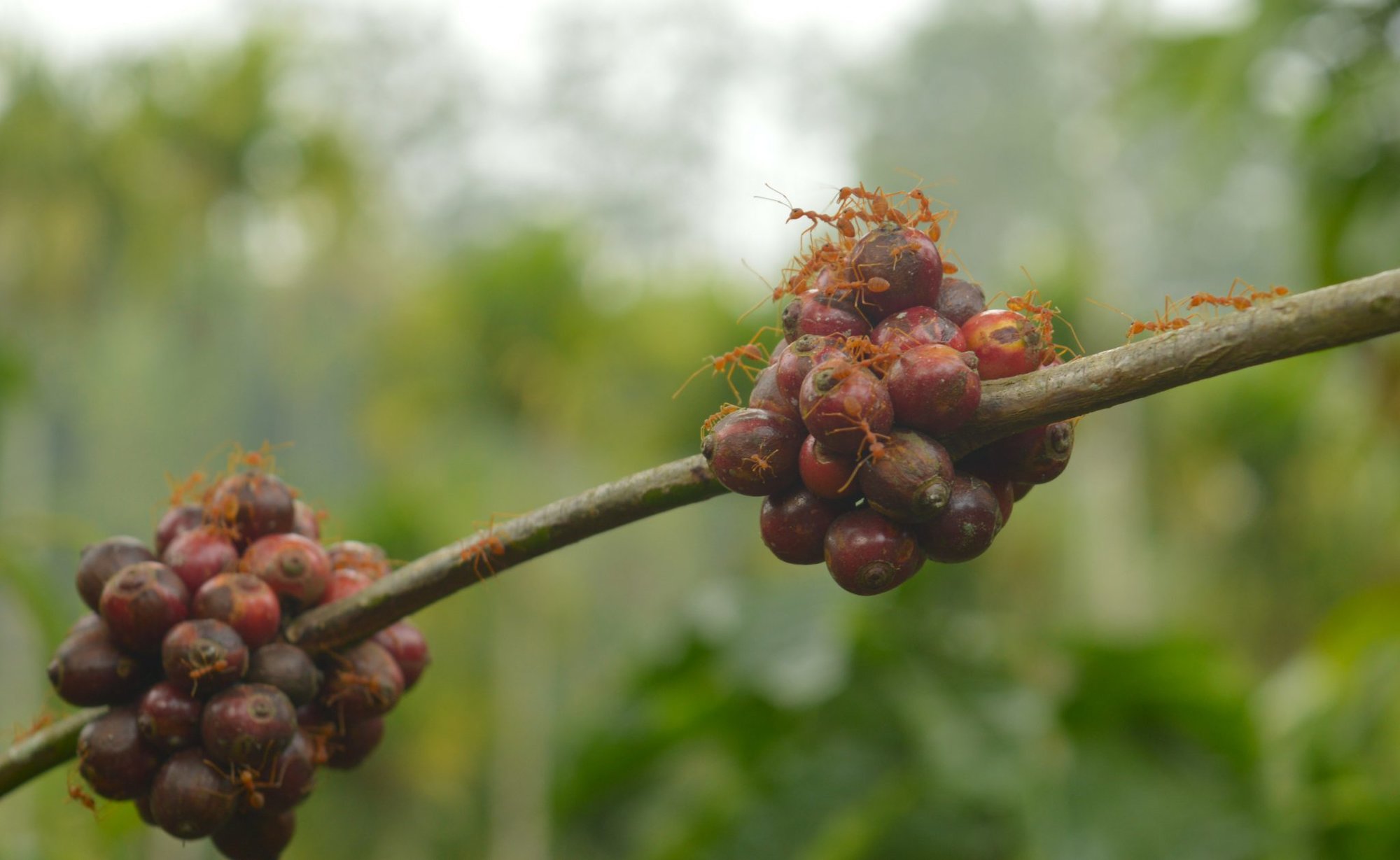 How Ants Are Harvesting Coffee Beans in Brazil
