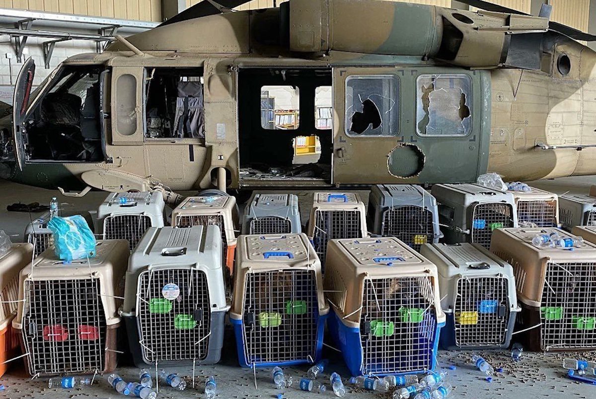 The US Left More Than 100 Dogs in Kabul — And Some Are Now in Taliban Hands