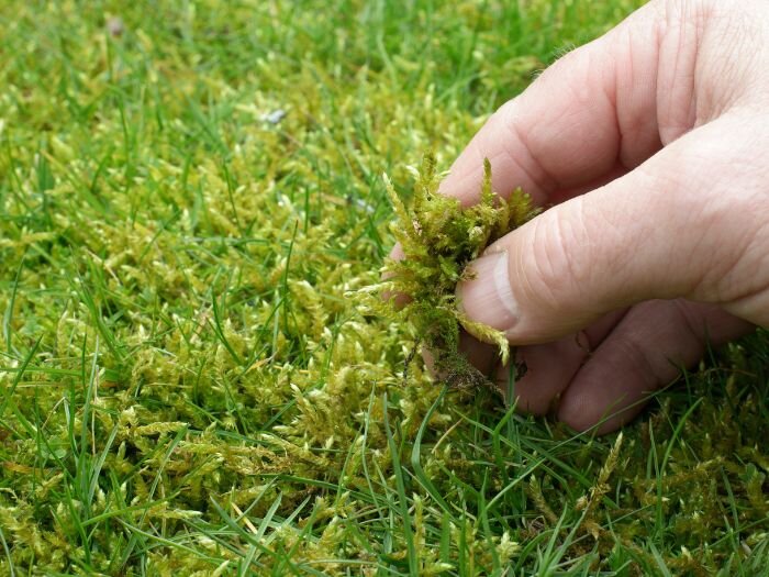 Prepare Your Lawn for Spring: Early Moss Control Tips – February 12 ...