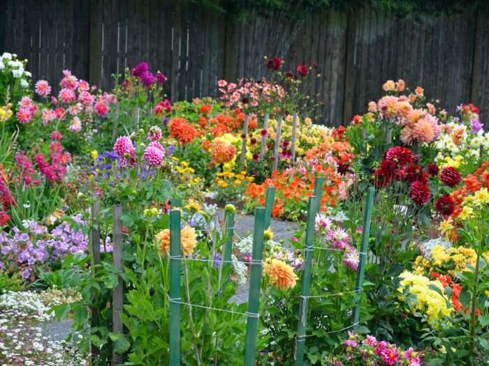 Bulbs to Plant in Spring for a Garden of Summer Flowers – February 26 ...