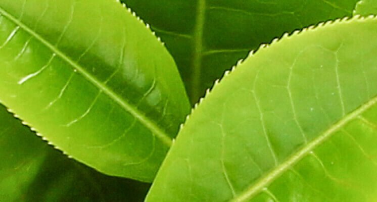 ProBright™ Powder | Helps Clean Teeth & Freshen Breath | PetLab Co.