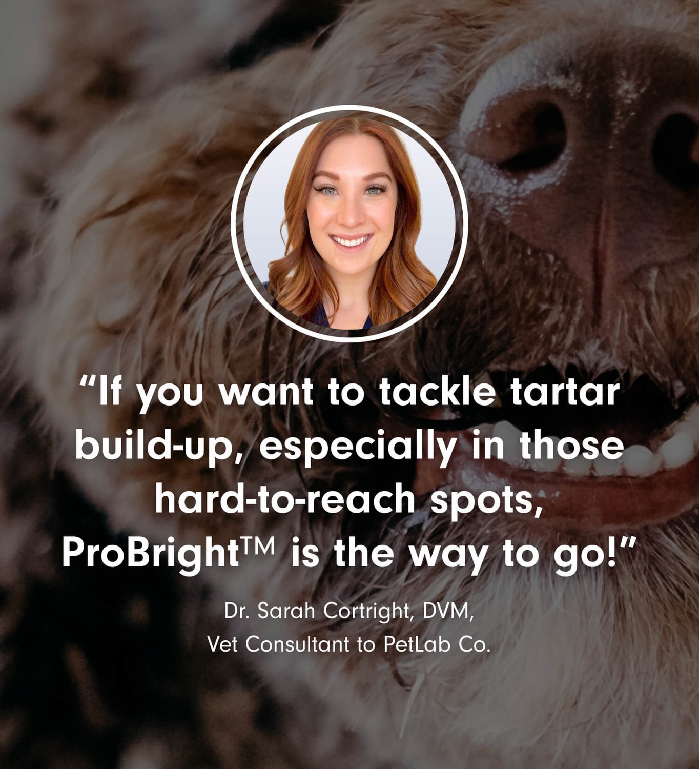 ProBright™ Powder | Helps Clean Teeth & Freshen Breath | PetLab Co.