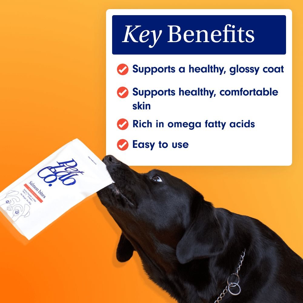 Salmon Bites for Dogs Safe & Healthy Salmon Treats