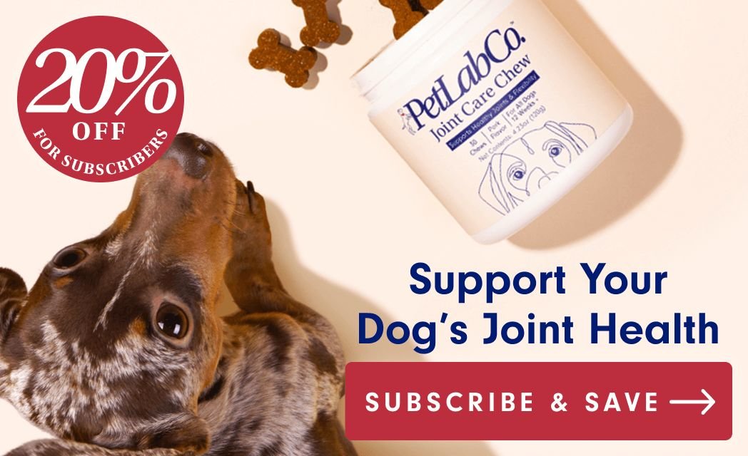 PetLab Co. How Many Nipples Does A Dog Have?