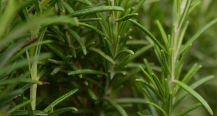 ProBright™ Powder | Helps Clean Teeth & Freshen Breath | PetLab Co.