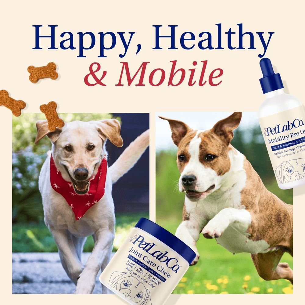 Mobility Bundle | Dog Joint & Mobility Supplements | PetLab Co.