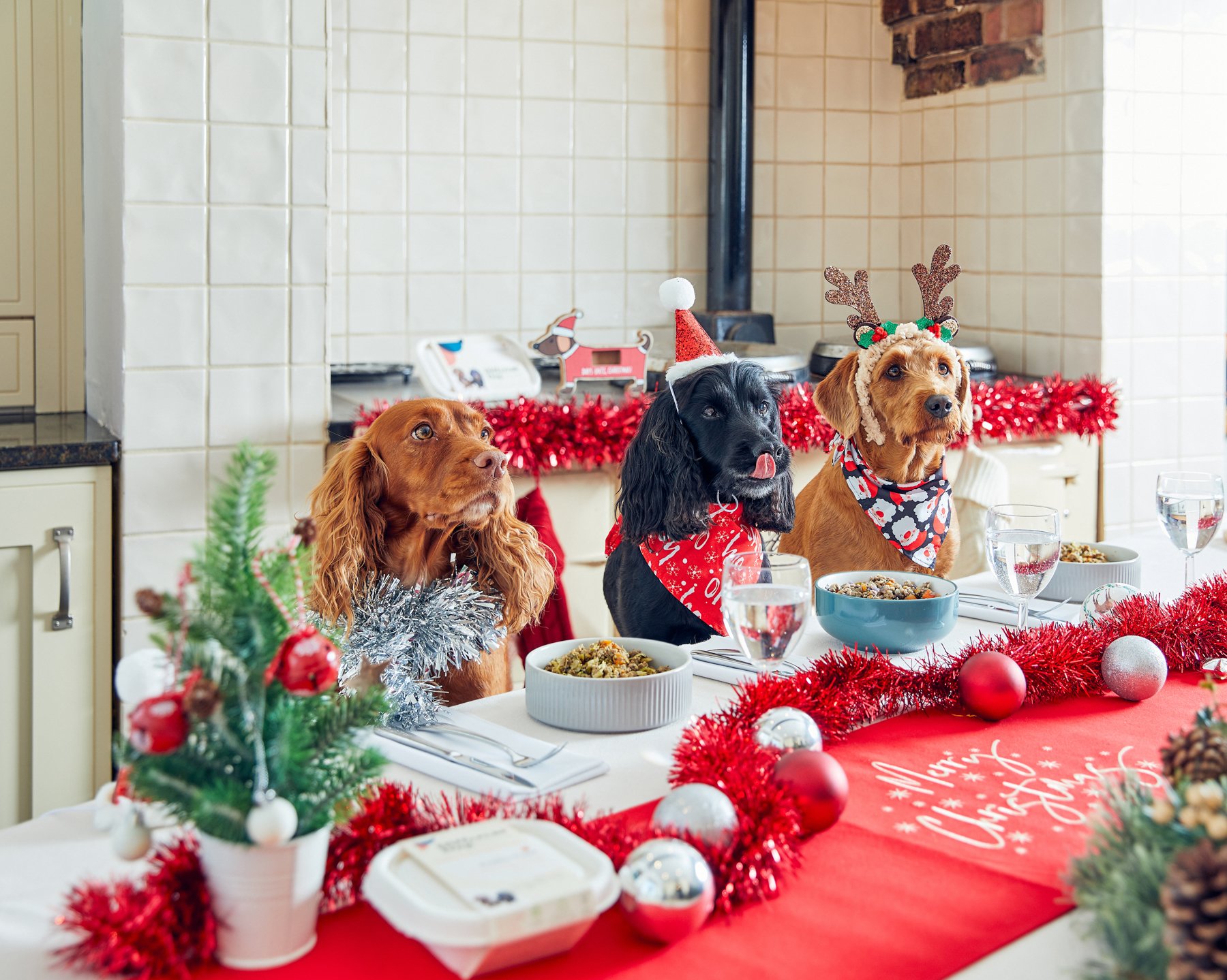 what-can-i-feed-my-dog-for-christmas-dinner-different-dog