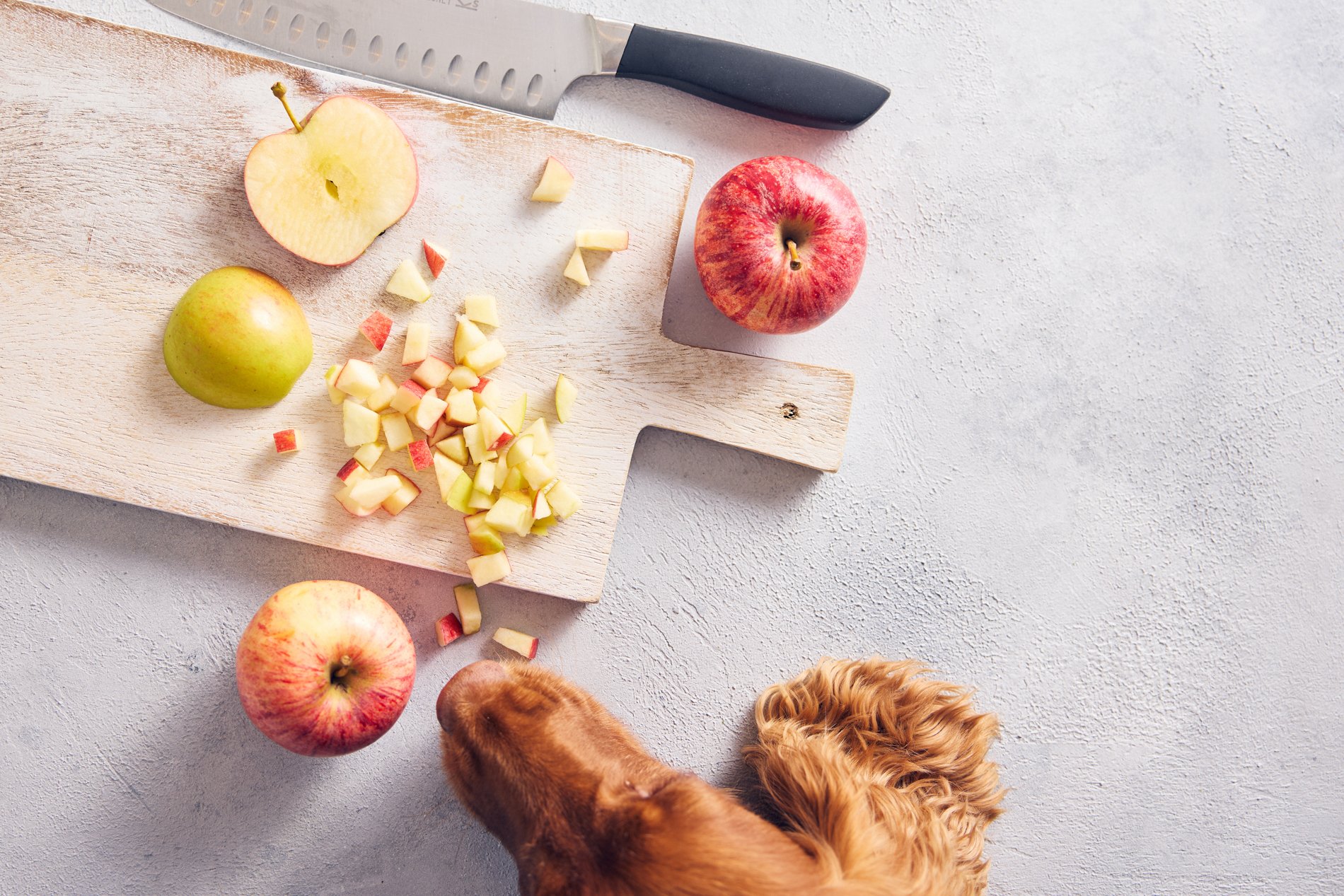 7-high-fibre-foods-for-dogs-different-dog