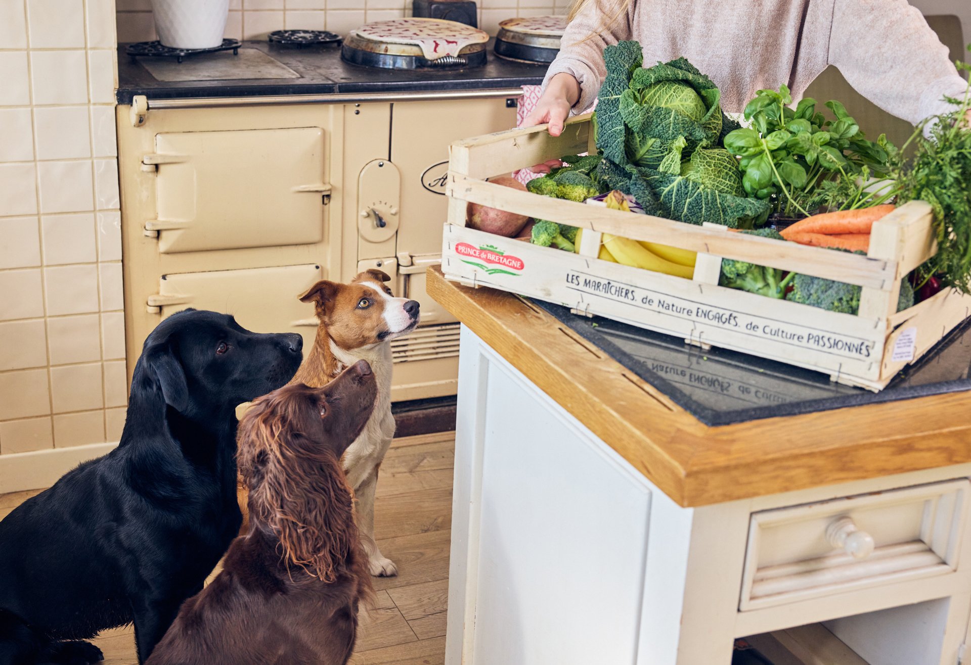 7 High Fibre Foods for Dogs Different Dog