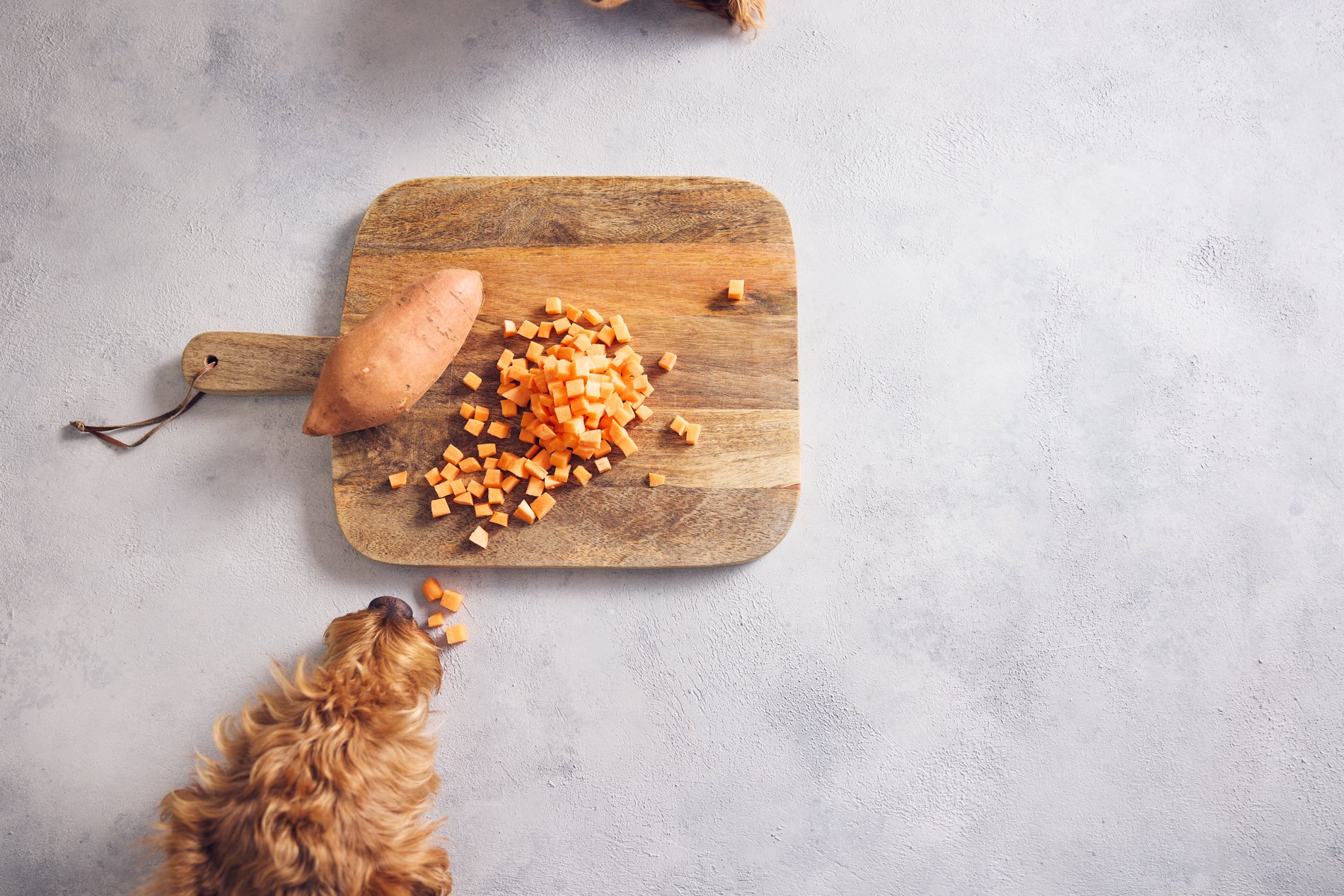 7 High Fibre Foods for Dogs | Different Dog