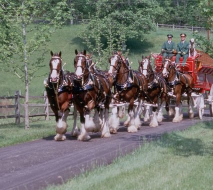 Budweiser Clydesdales