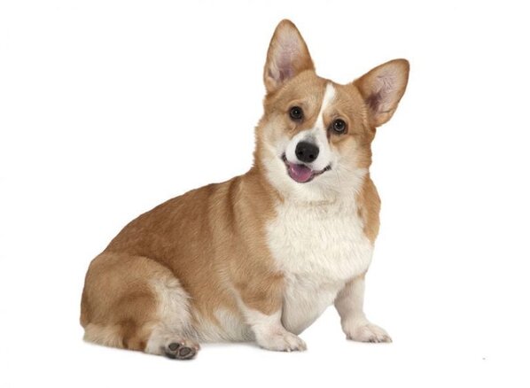 Corgi Breeds: Cardigan Welsh Corgi vs Pembroke | Dr. Marty