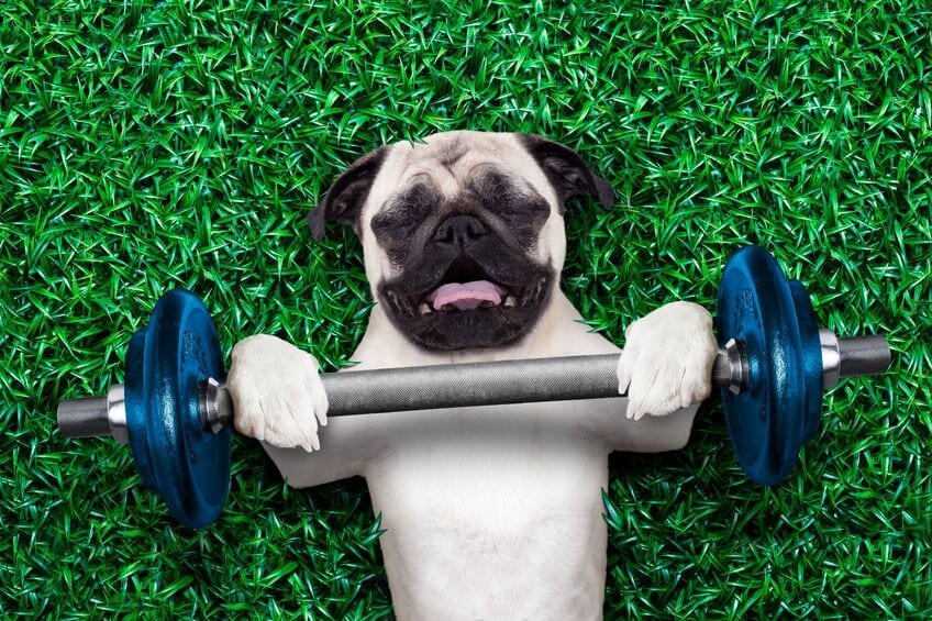 Dog Health Guide: Exercise, Nutrition & Key Symptoms
