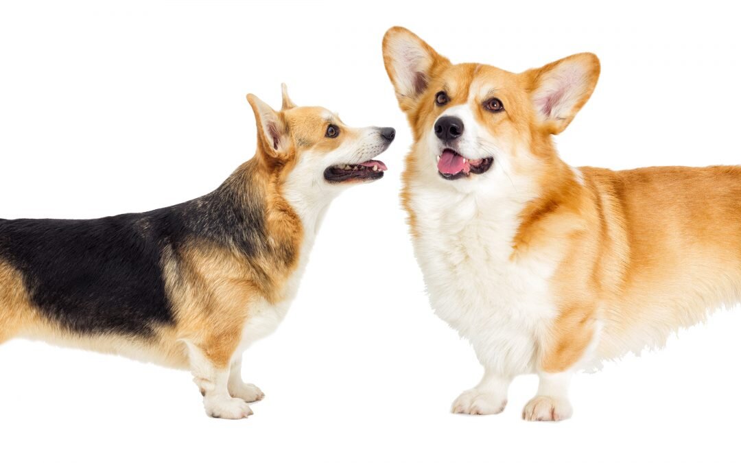 Corgi Types: Cardigan vs Pembroke Welsh Corgi Explained
