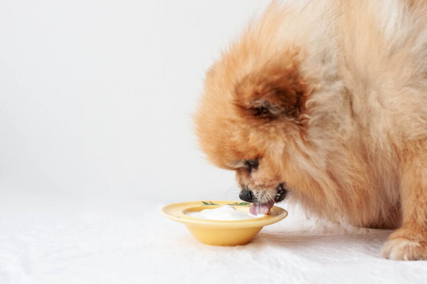 Can Dogs Eat Yogurt? A Comprehensive Guide - Can Dogs Eat Yogurt Banana Coconut Mixes