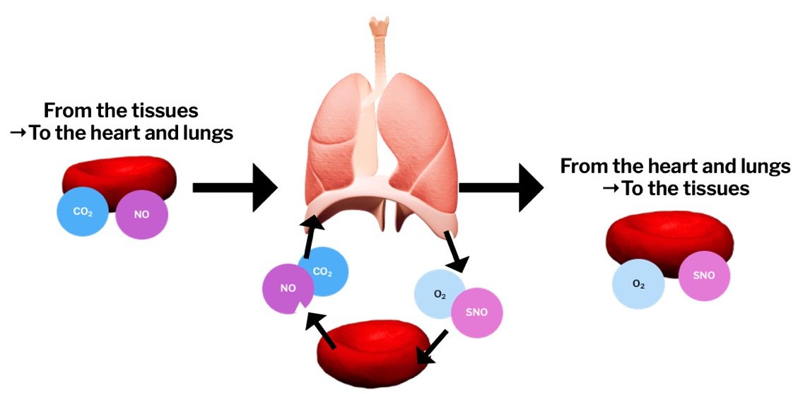 Exploring the Science Behind Active Nitric Oxide