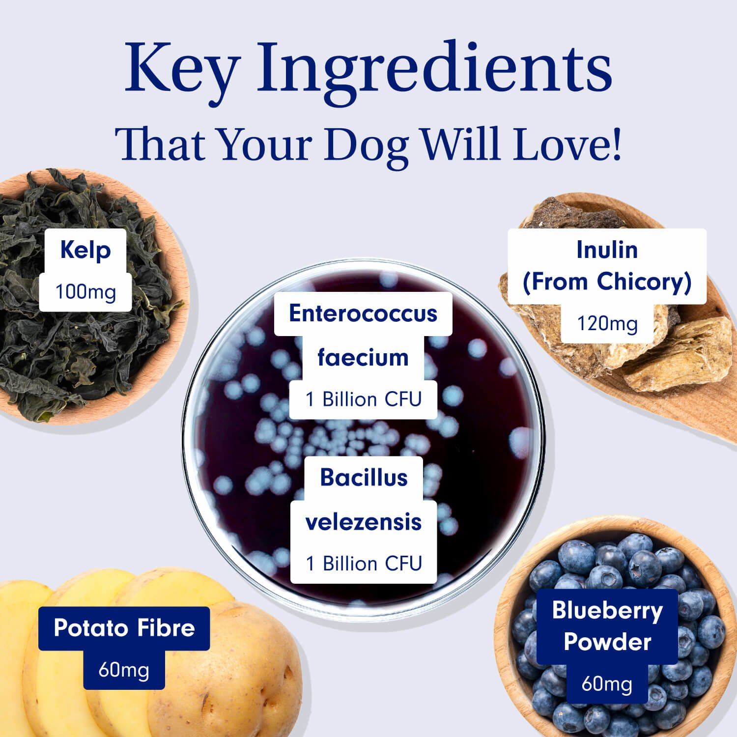 Probiotic Chews for Dogs Support Gut Health PetLab Co.