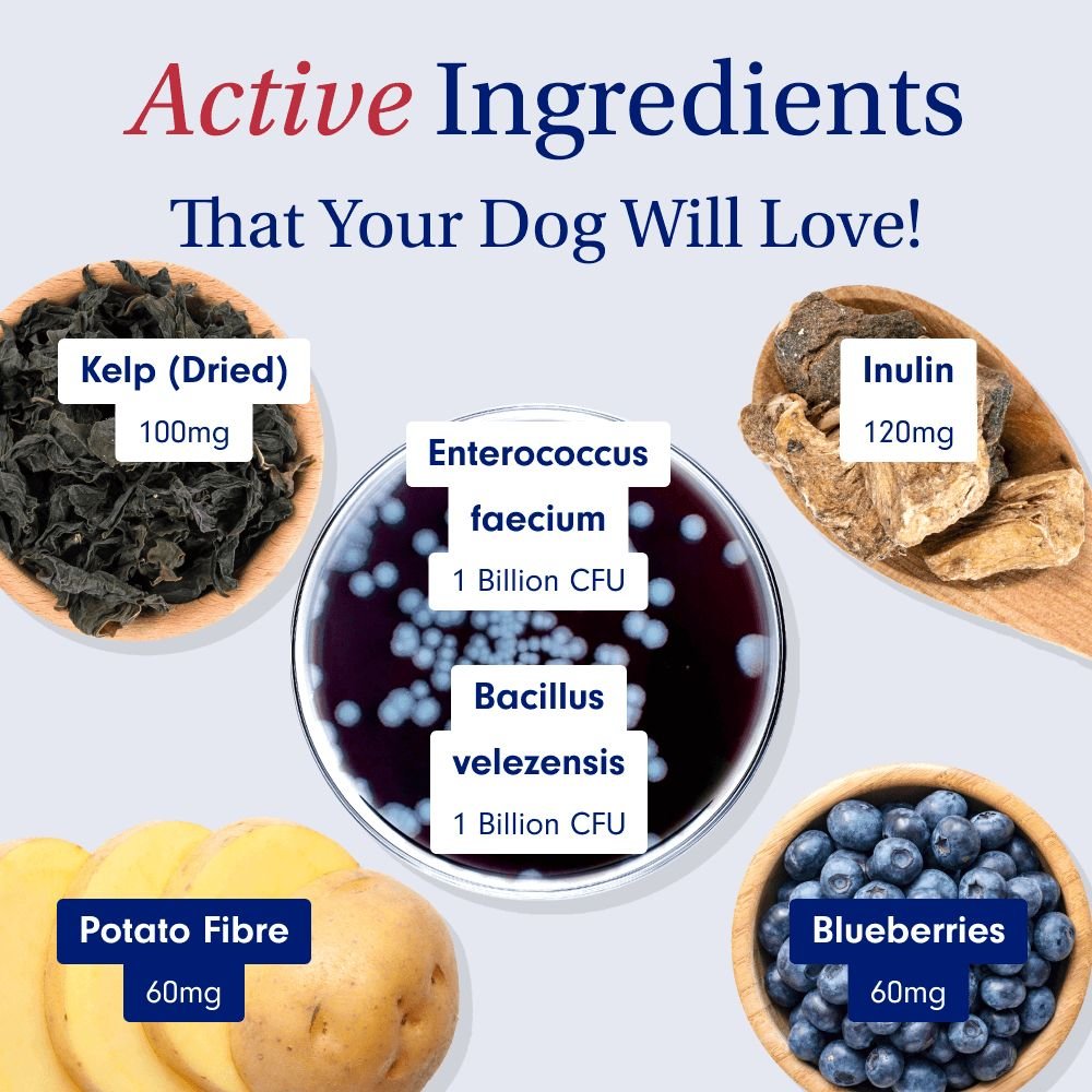 Probiotic Chews for Dogs Support Gut Health PetLab Co.