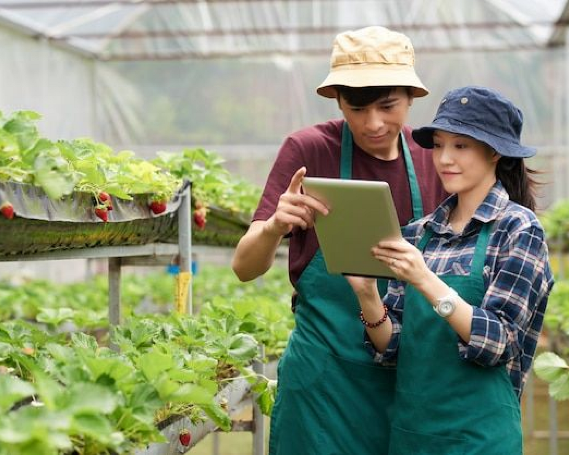 Crop disease detection illustration