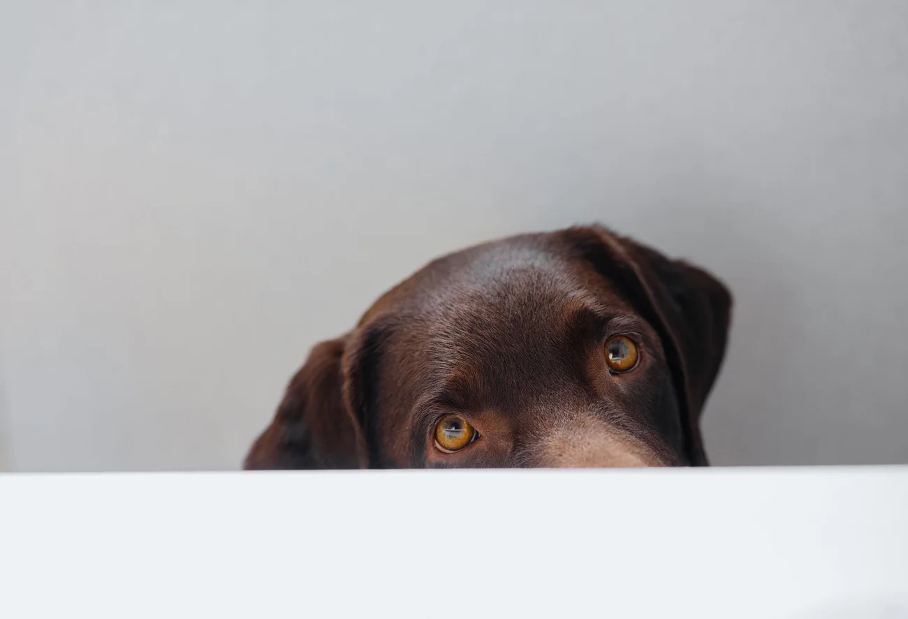 a-brief-history-of-dog-food
