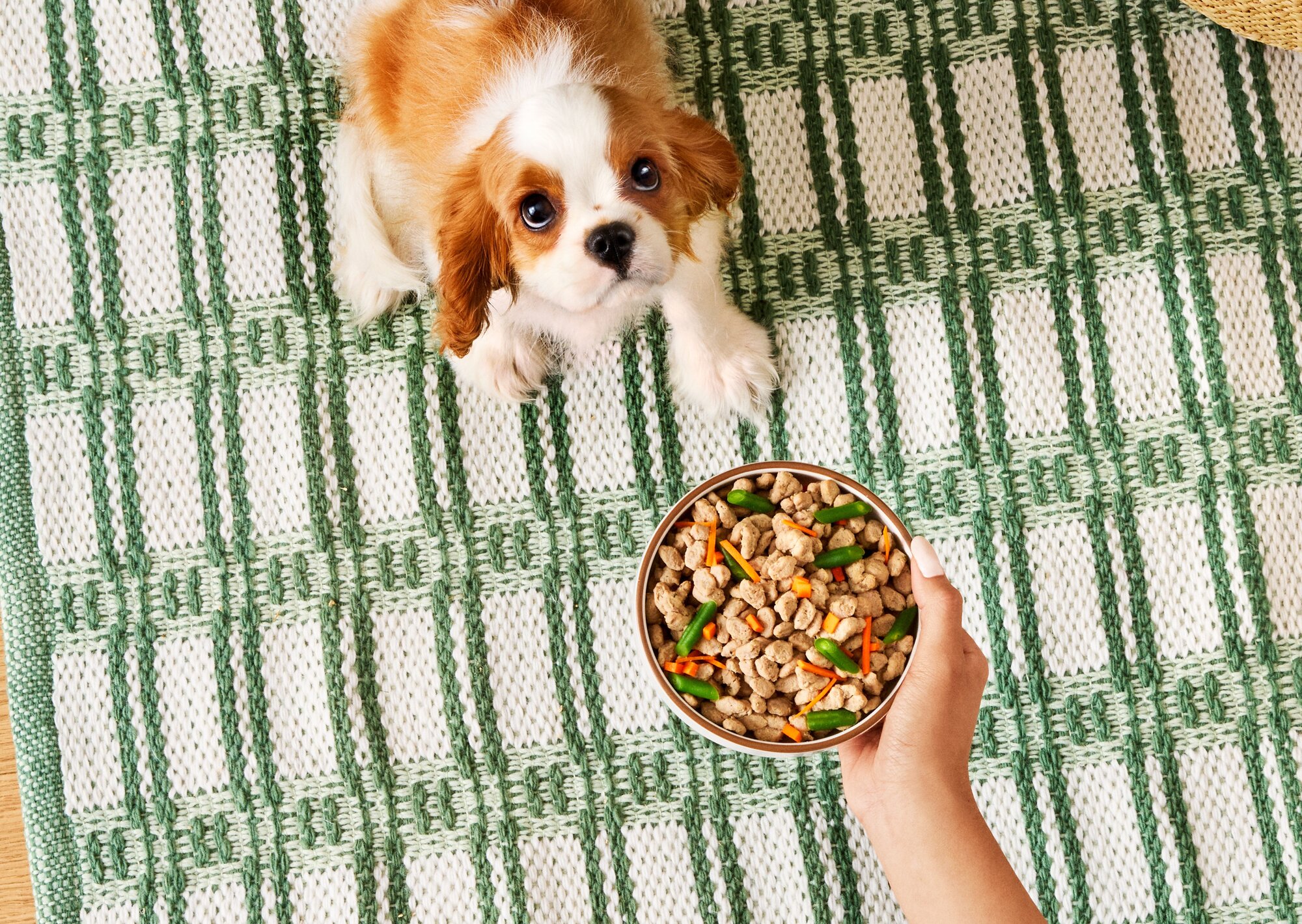 Freshpet Puppy Food - Fresh Food for Puppies