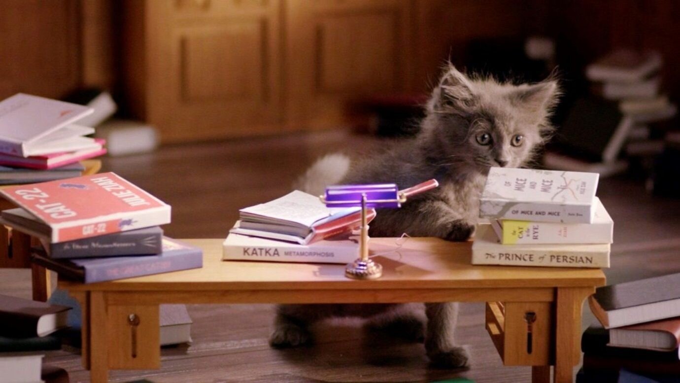 Insight & Strategy: Kitten Kollege