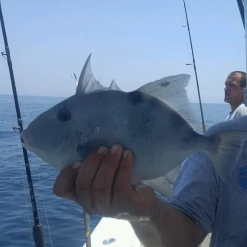 Tricking Triggerfish | TackleDirect