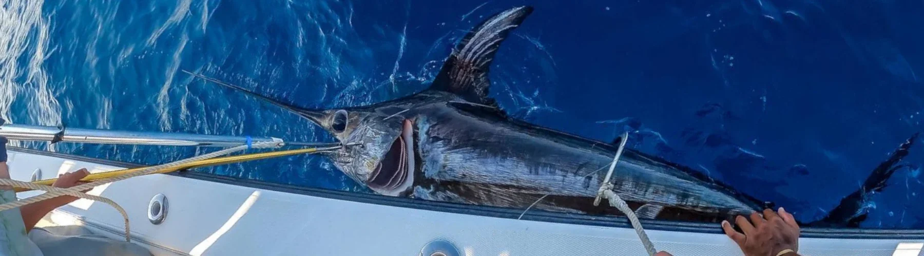 Best Daytime Swordfish Tackle for the Northeast TackleDirect