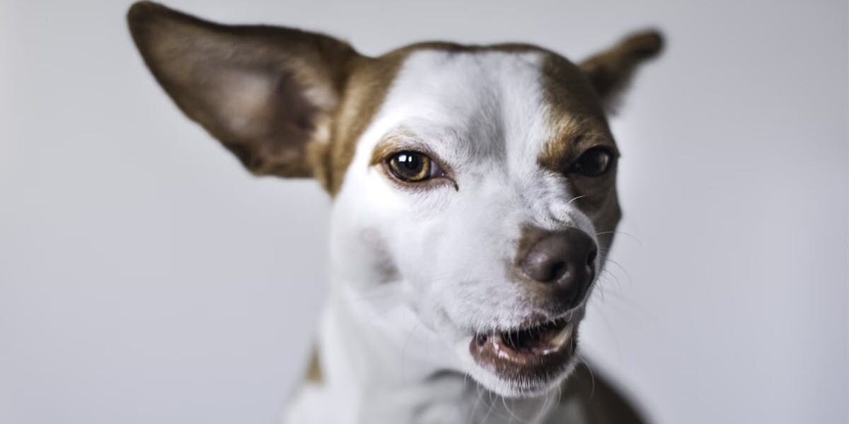 5 Signs Your Pup Could Be Uncomfortable