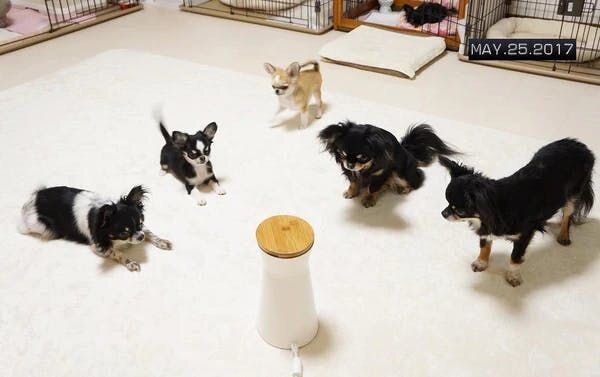 5 Types of Dog Owners Who Need A Dog Camera the Most