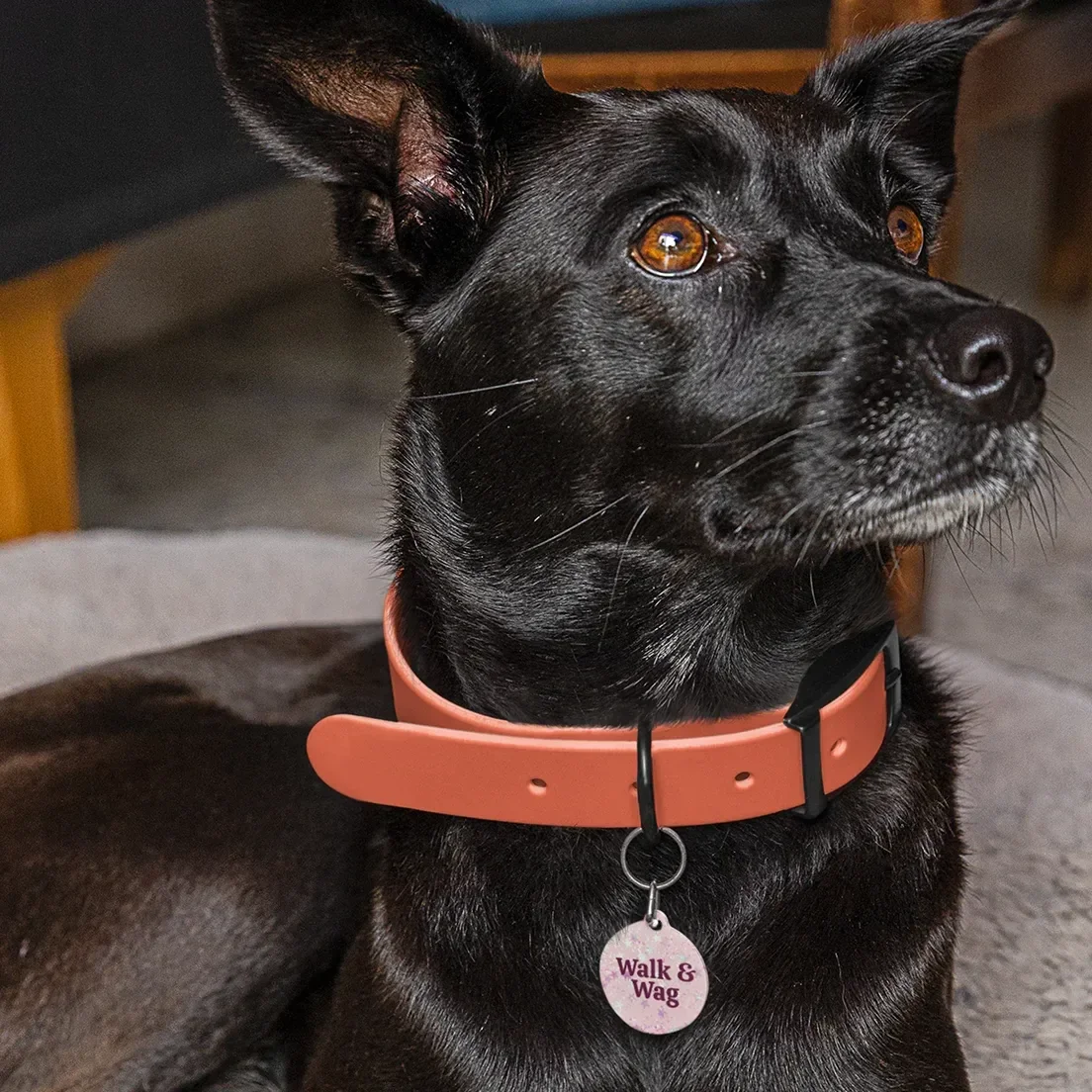 Create custom dog tags for your pets or selling online