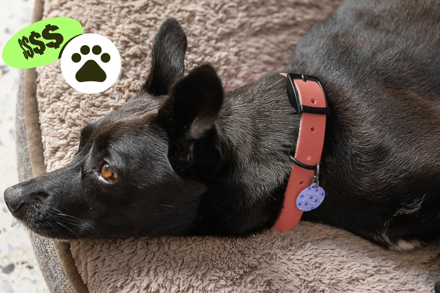 Create custom dog tags for your pets or selling online