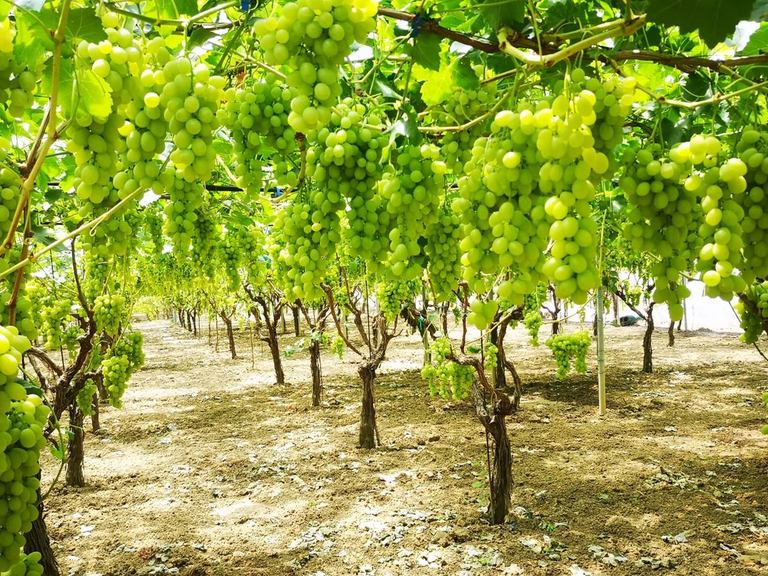 Il Vigneto D'oro - di Loris Ciriacono
