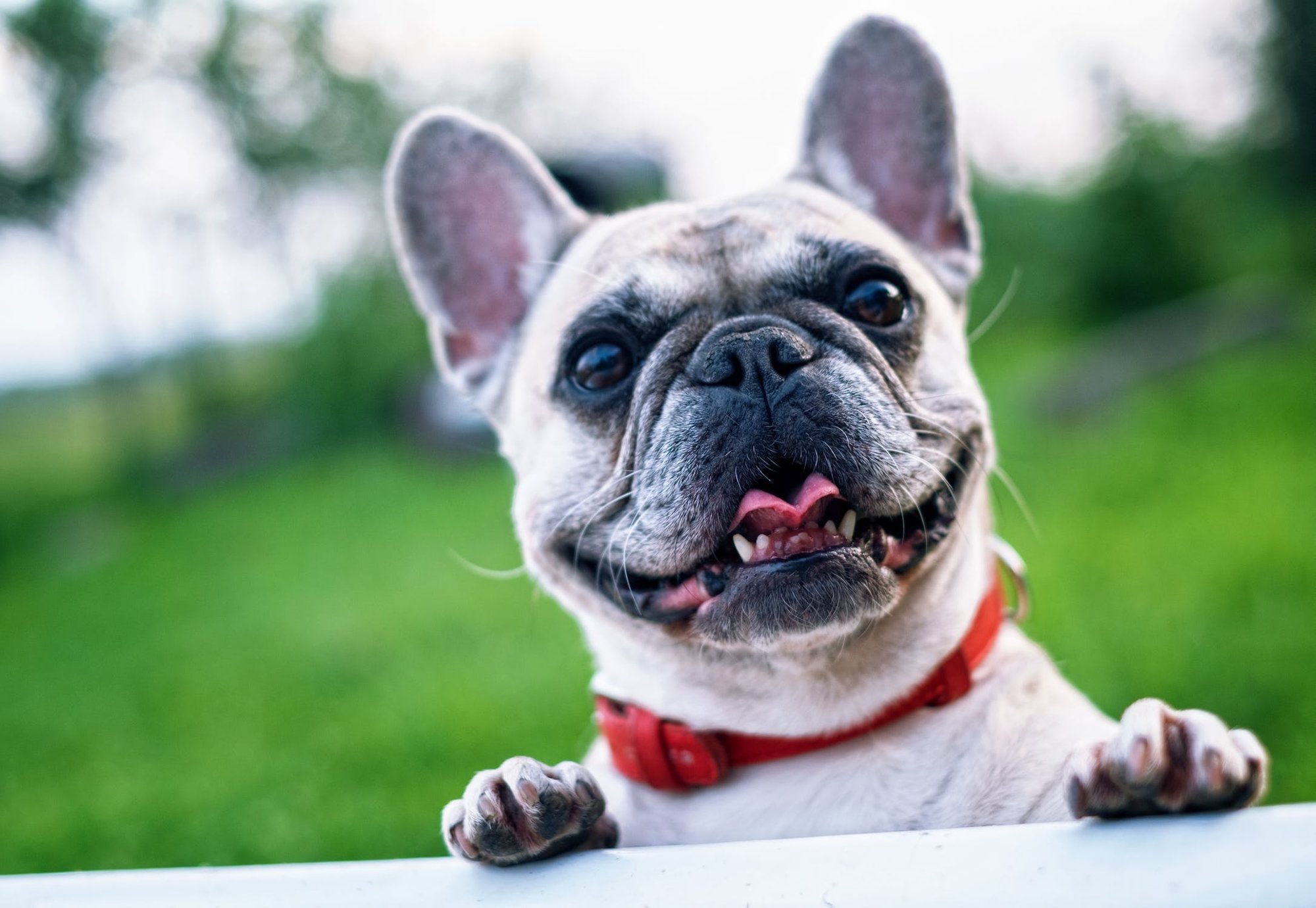 Chatbooks 10 Best Dog Photography Tips Dog Photo Tips for Better