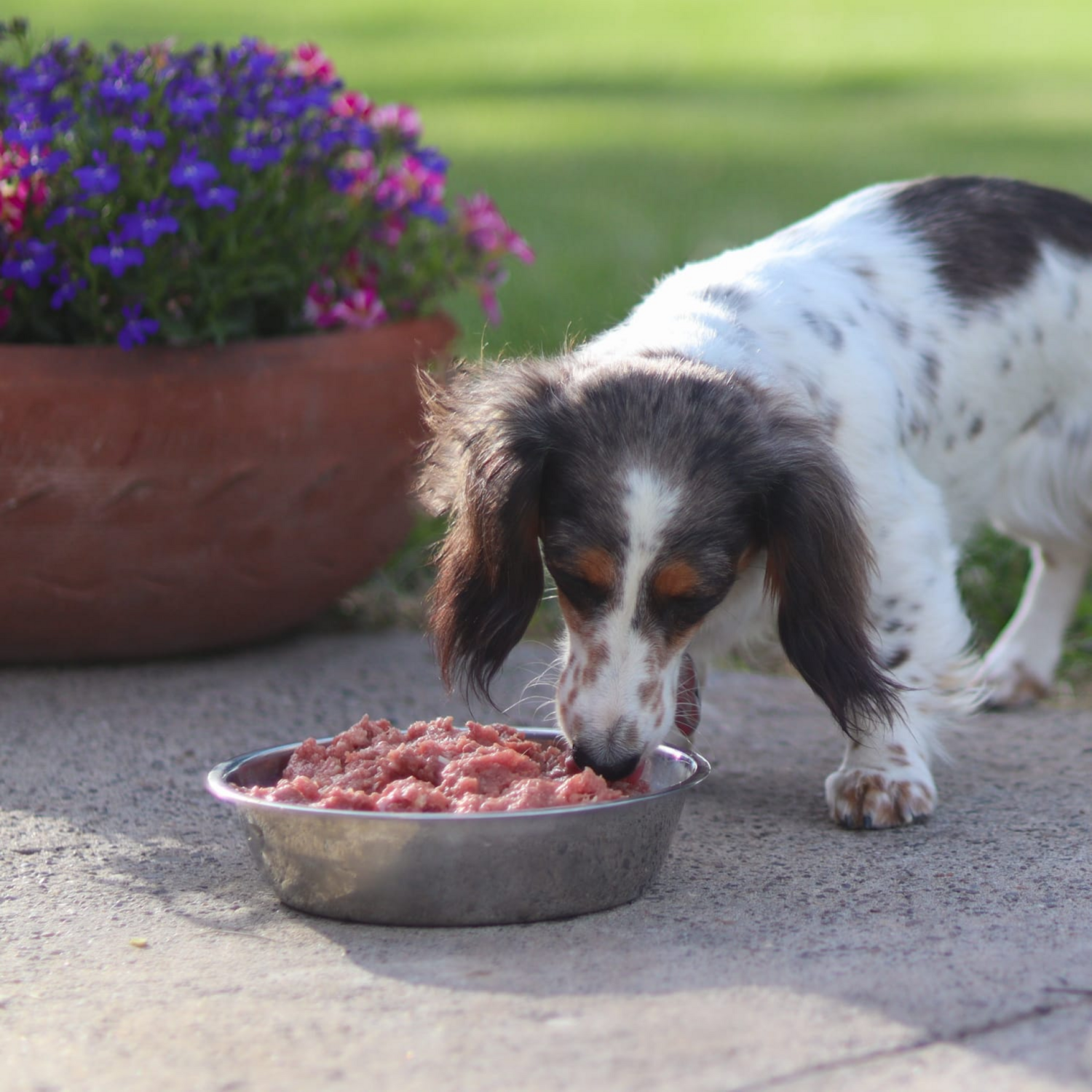 Raw Dog Food Preparation