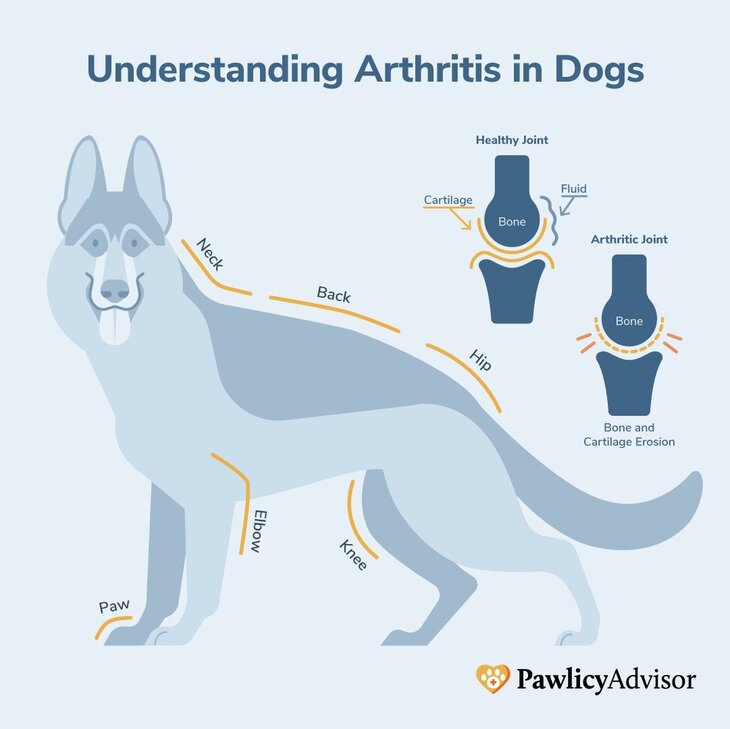 Arthritis in Dogs: Managing Risks & Treatment Costs | Pawlicy Advisor