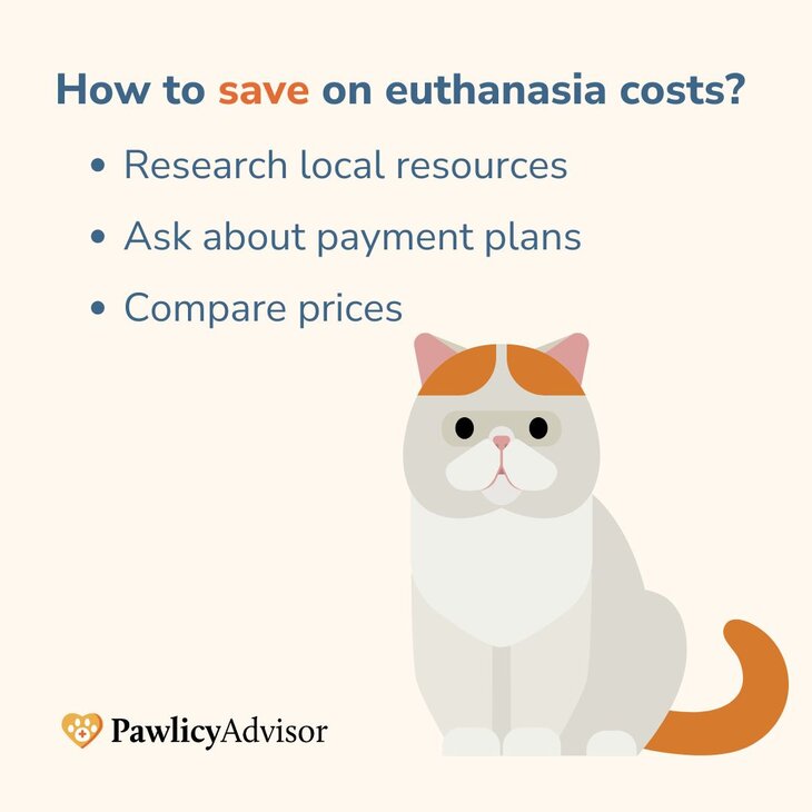 How Much Does Cat Euthanasia Cost? Pawlicy Advisor