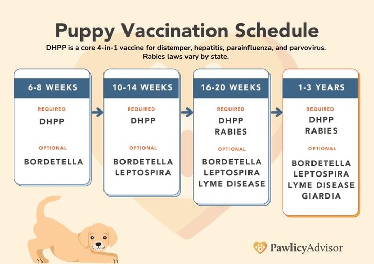 Puppy Vaccine Schedule For First-Year Shots [PDF Chart] | Pawlicy Advisor