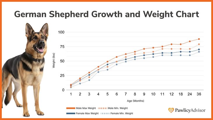 German Shepherd Growth & Weight Chart: Everything You Need To Know ...
