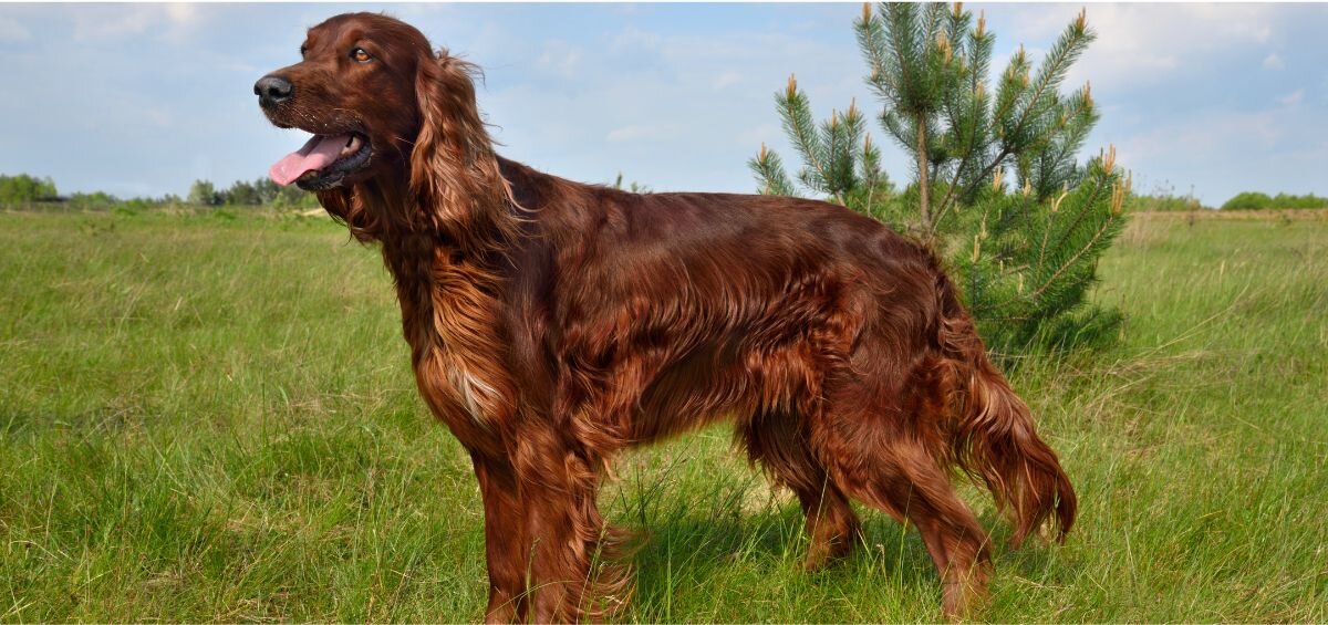 Irish Setter Growth & Weight Chart | Pawlicy Advisor