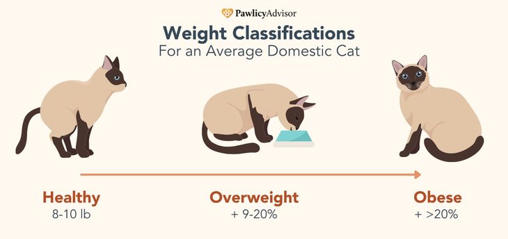 Obesity In Cats: Health Risks & Consequences | Pawlicy Advisor