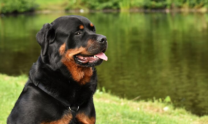 Rottweiler Growth & Weight Chart: Everything You Need To Know | Pawlicy ...